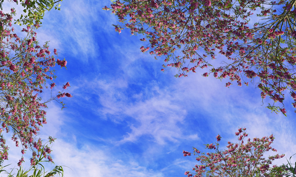 spring blossoms 08 _ 21k x 35k